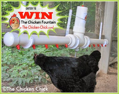 The Chicken Fountain Giveaway at The Chicken Chick® The Chicken Fountain Giveaway at The Chicken Chick®