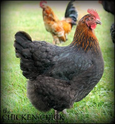 Holding a chicken correctly allows you to examine a chicken easily, keeps them calm and securely supported by their keel, (breast bone) and has the added benefit of keeping the working end of the bird away from you, greatly reducing the change of getting pooped on. Holding a chicken correctly allows you to examine a chicken easily, keeps them calm and securely supported by their keel, (breast bone) and has the added benefit of keeping the working end of the bird away from you, greatly reducing the change of getting pooped on.