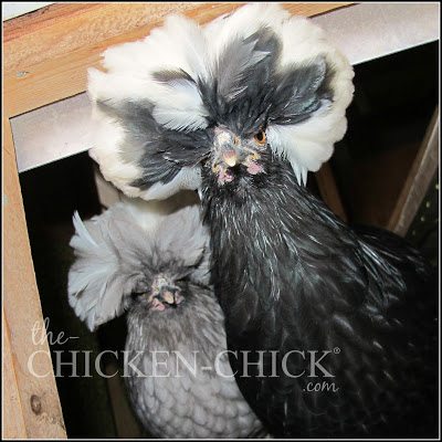 Blue Polish and Black Polish hens www.The-Chicken-Chick.com Blue Polish and Black Polish hens www.The-Chicken-Chick.com