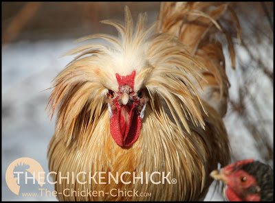Gold Laced Polish rooster www.The-Chicken-Chick.com Gold Laced Polish rooster www.The-Chicken-Chick.com