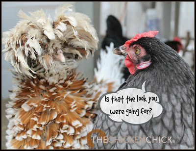 Tolbunt frizzled Polish hen www.The-Chicken-Chick.com Tolbunt frizzled Polish hen www.The-Chicken-Chick.com
