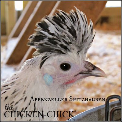 Appenzeller Spitzhauben pullet www.The-Chicken-Chick.com Appenzeller Spitzhauben pullet www.The-Chicken-Chick.com
