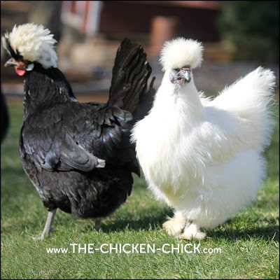 White Crested Black Polish Hen & White Silkie Hen www.The-Chicken-Chick.com White Crested Black Polish Hen & White Silkie Hen www.The-Chicken-Chick.com