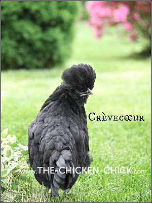 Crevecoeur pullet www.The-Chicken-Chick.com Crevecoeur pullet www.The-Chicken-Chick.com