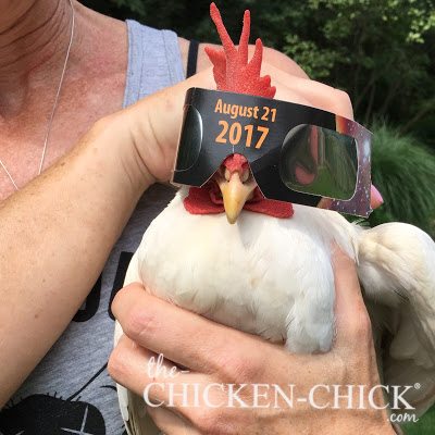 The Effect of the Solar Eclipse on Chickens www.The-Chicken-Chick.com The Effect of the Solar Eclipse on Chickens www.The-Chicken-Chick.com