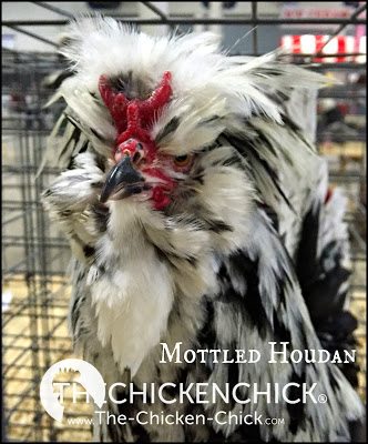 Mottled Houdan www.The-Chicken-Chick.com Mottled Houdan www.The-Chicken-Chick.com