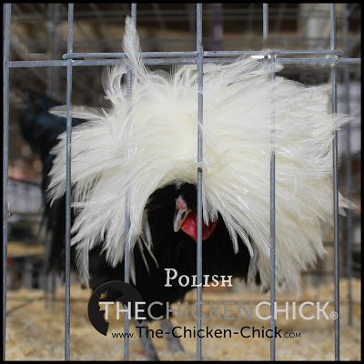 bantam White Crested Black Polish rooster www.The-Chicken-Chick.com bantam White Crested Black Polish rooster www.The-Chicken-Chick.com