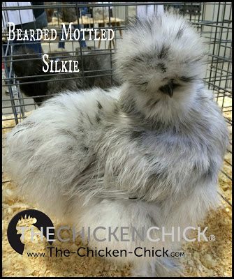Silkie www.The-Chicken-Chick.com Silkie www.The-Chicken-Chick.com