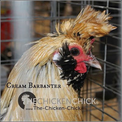 Cream Barbanter rooster www.The-Chicken-Chick.com Cream Barbanter rooster www.The-Chicken-Chick.com