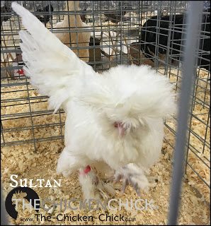 Sultan www.The-Chicken-Chick.com Sultan www.The-Chicken-Chick.com