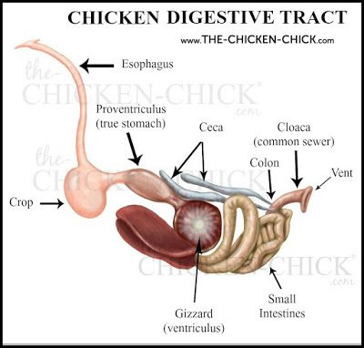 Chicken Digestive System Illustration by Bethany A. Caskey www.The-Chicken-Chick.com Chicken Digestive System Illustration by Bethany A. Caskey www.The-Chicken-Chick.com
