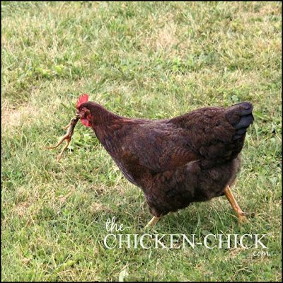 Chickens that eat only crumbles or pellets do not need grit because the feed dissolves with water and digestive enzymes. Chickens that spend time outdoors naturally pick up grit in their travels if they need it (like when they find a leggy frog. Gah!) Chickens that eat only crumbles or pellets do not need grit because the feed dissolves with water and digestive enzymes. Chickens that spend time outdoors naturally pick up grit in their travels if they need it (like when they find a leggy frog. Gah!)
