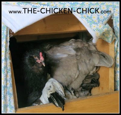 Some chicken keepers mistakenly believe that nesting boxes should provide a comfortable lounging areas for hens, but nesting material is not intended to provide a cozy sanctuary for hens to nestle into for the long-haul. Why Nesting Material Matters | Some chicken keepers mistakenly believe that nesting boxes should provide a comfortable lounging areas for hens, but nesting material is not intended to provide a cozy sanctuary for hens to nestle into for the long-haul.