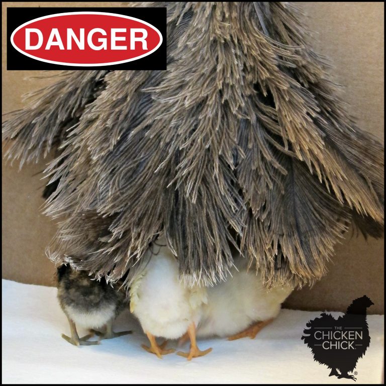 Spraddle leg & Crooked Toes in Chicks Causes and Treatments