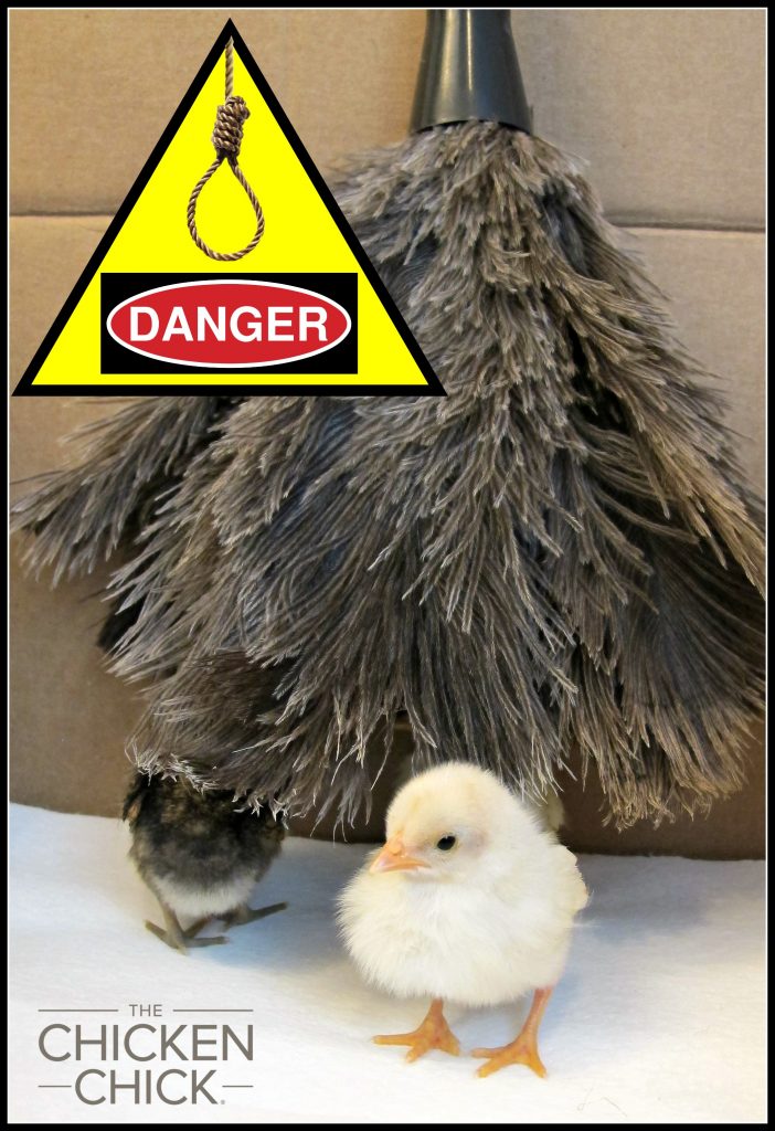 How Feather Dusters are Dangerous to Chicks The Chicken Chick®