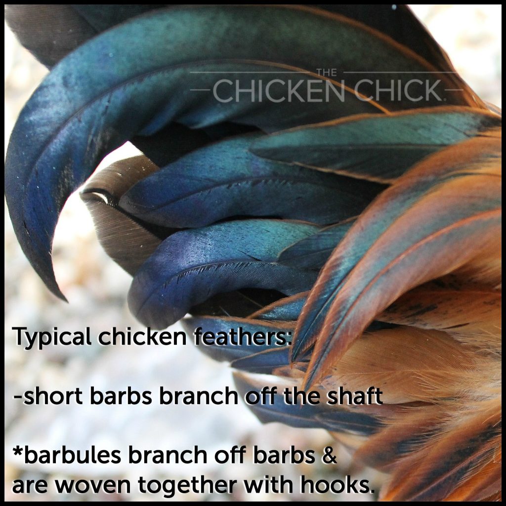 How Feather Dusters are Dangerous to Chicks The Chicken Chick®