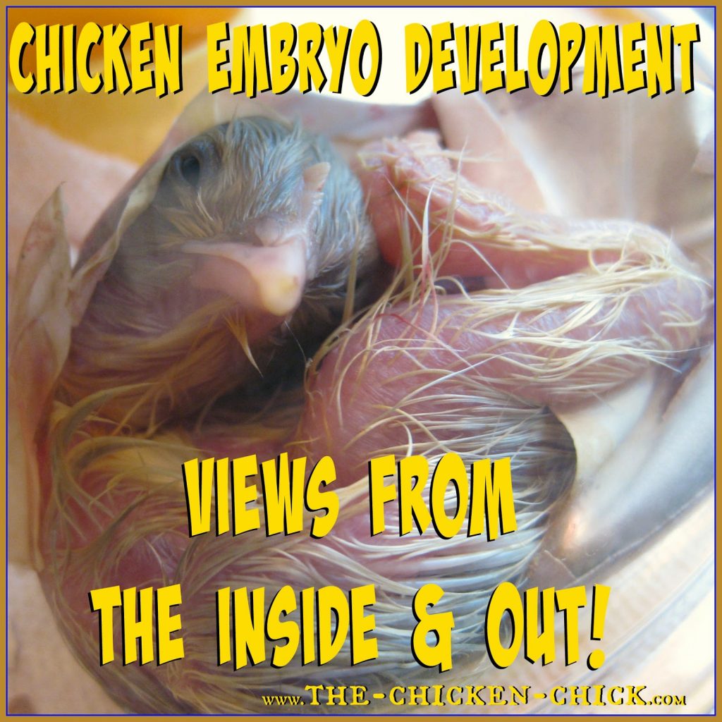 Chicken Embryo Development Views From The Inside And Out Chicken Embryo Development Views From The Inside And Out