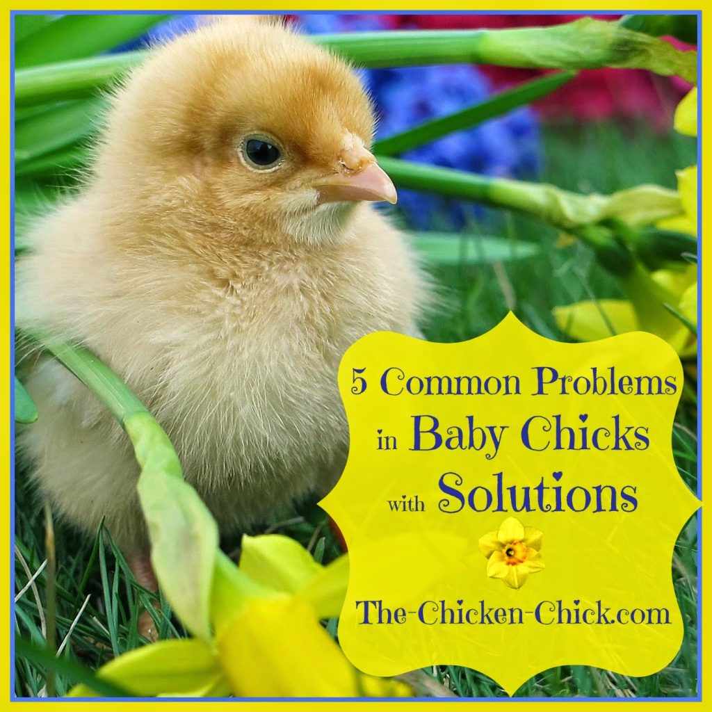 the five most common problems in baby chicks are all easily