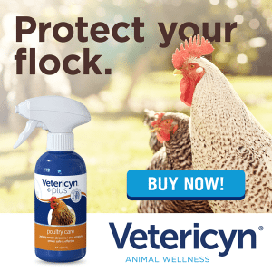 How Do You Euthanize A Chicken? – ZZSBQA